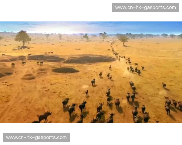 毕尔巴鄂与拉斯帕:一场跨越山海的寻味之旅